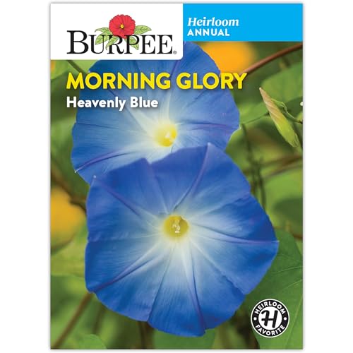 Burpee Heirloom Morning Glory 'Heavenly Blue' Seeds - Classic Blue