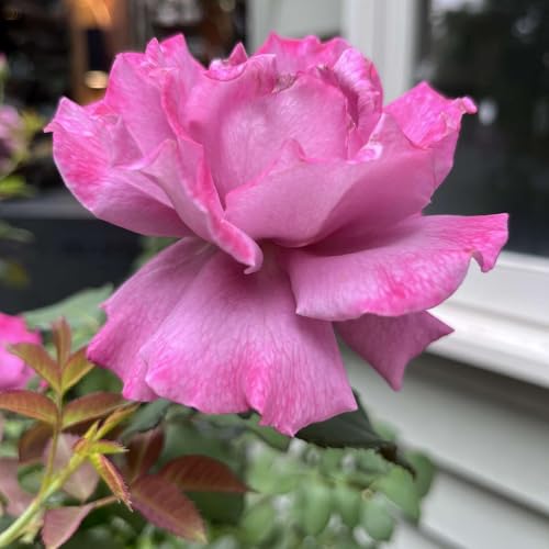 Nature and Nurture: Poetry Readings to inspire you Katische Haberfield solo episode