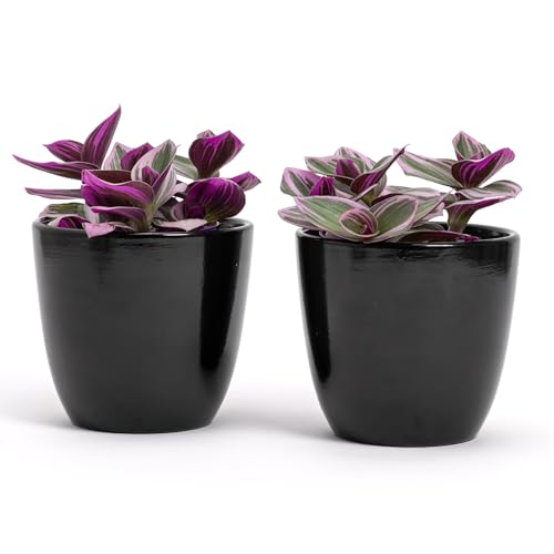 DIMENSIONE PERFETTA per PIANTE e FIORI: Questi vasi tondi Diametro 10 cm e Altezza 9 cm, sono perfetti sia per interno che per esterno e sono ideali per ospitare piante e fiori di piccole o medie dimensioni, orchidee, piante grasse, bonsai, cactus, aloe, crassula, echeveria, pilea, sanseveria e una varietà di erbe aromatiche come basilico, timo e menta. La loro dimensione compatta li rende versatili per qualsiasi spazio.
