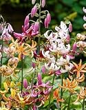 Lilium Martagon Beauty Mix, Turks Cap Lily Mixed Colors Beautiuful Flowers, Bulb, Root, Plant