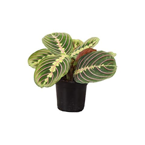 Thorsen's Greenhouse Red Maranta, Live Indoor Plant, Prayer Plant, Plastic Nursery Pot, 4" Diameter Cover