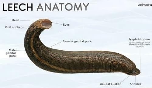 Episode 116: The Leech Effect Podcast Por  arte de portada