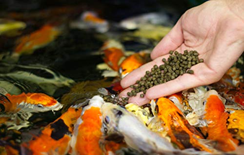 Nutramare Koi360 Sensitiv Swim 10kg | Hochwertiges Koifutter für Sensible Koi, mit gesundheitsförderndem Kräuteröl und Aktivton