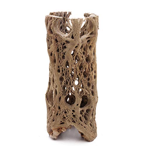 Image of 3 to 48 Inch All Natural Teddy Bear Cholla Wood Extra Hollow Large Untreated Organic Aquarium Driftwood Decoration Chew Toy Shrimp Crab Multi-Quantity