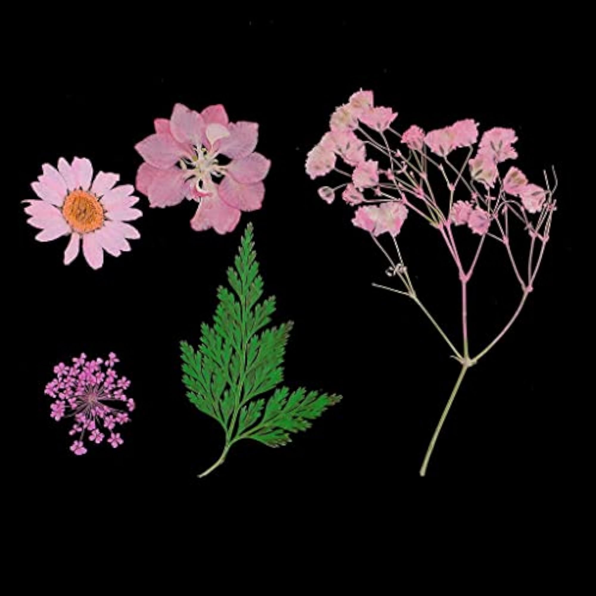 Beautiful Real Pressed Flower Dried Flowers for Crafts