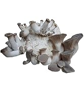 Hawlik Pilzbrut - L'original - Champignon pleurote jaune comme cheville à cultiver - cultiver