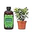 Jade Plant