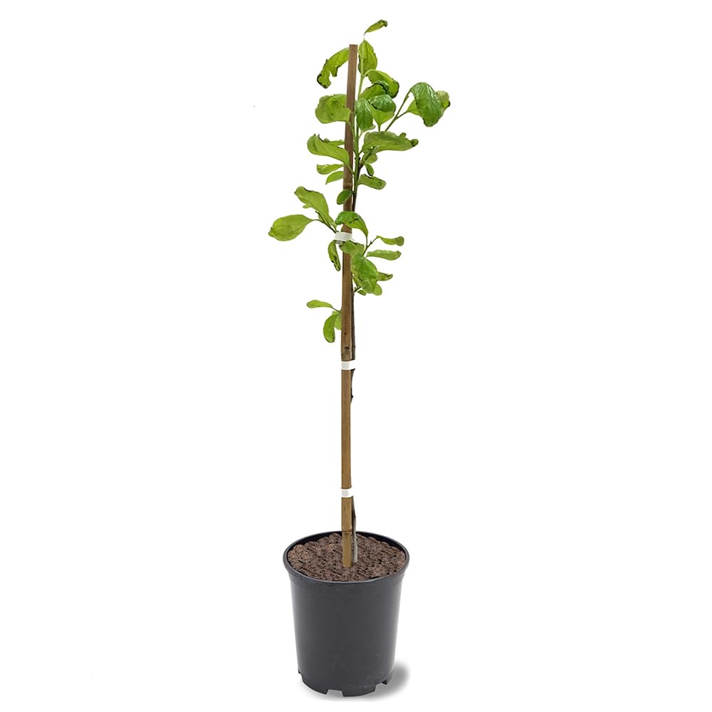 Saijo Persimmon, Astringent Fruit Tree, 1 gal. Nursery Pot (Due to Agricultural Laws, we Cannot Ship to CA, AZ, AK, or HI - Orders Will be Cancelled)