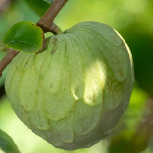 Cherimoya Tree Live Plant, 2-3 Feet Tall in One Gallon Pot, Tropical Annona Fruit Tree for Outdoor or Container Planting