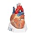 3B Scientific VD253 7 Part Heart Model, 7.9" x 5.9" x 6.7"