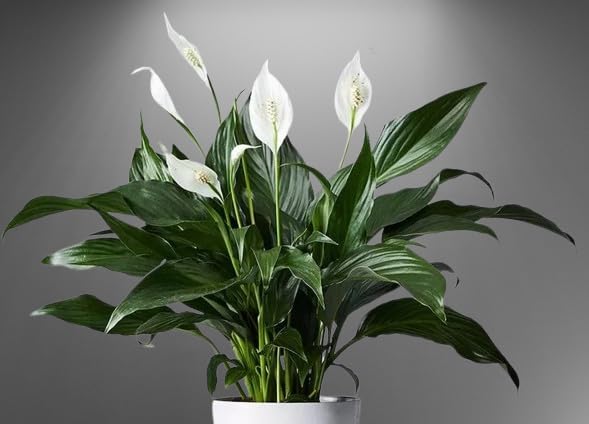 See full amazon price history chart for The Four Seasons Peace Lily Plant | Spathiphyllum Green | LARGE SIZE | Natural Live Plant in Pot The Four Seasons Peace Lily Plant | Spathiphyllum Green | LARGE SIZE | Natural Live Plant in Pot (B0BN9NMSQQ) Amazon Price History, Amazon Price Tracker