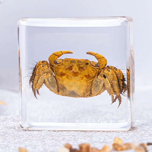 Image of Real 16pcs Sea Ocean Animals Specimen in Resin Preserved, Taxidermy Conch Sea-Urchin Crab Starfish Fish Snail Sea-Dog Seahorse, Science Classroom Specimens, Clear Acrylic Sealed (1.5x1.5x0.55-inch)