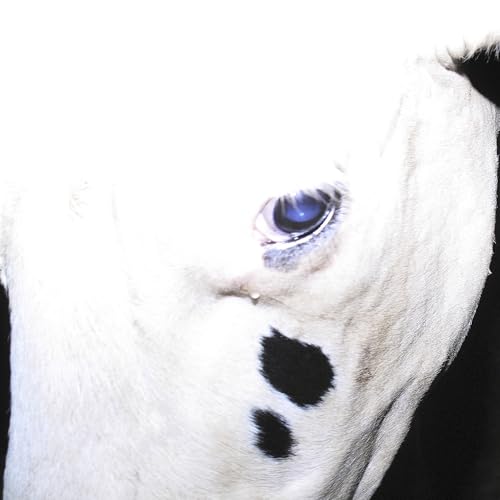 NamgungFEFERE (feat. Japanese Breakfast)の商品画像