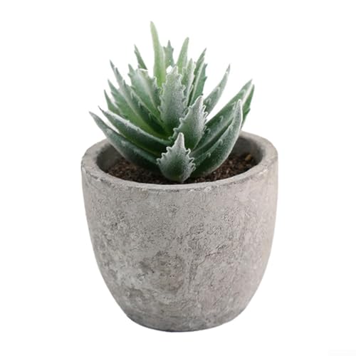 Plantes succulentes uniques en pot avec superbe panachure, décoration purifiante d'air d'intérieur à faible entretien (10)