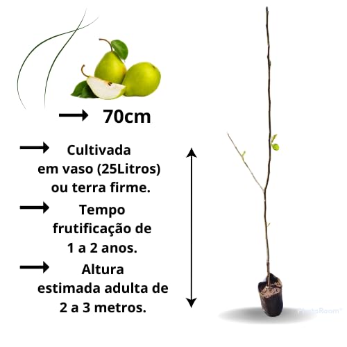 Muda de Pera Pau Enxertada