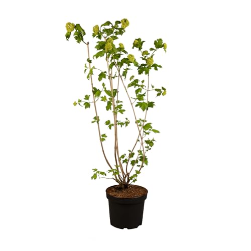 Gefüllter Schneeball 'Roseum' im 5 Liter Topf - 80-100 cm Höhe - frühblühender Blühstrauch