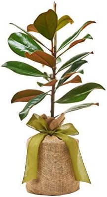 Southern Magnolia Sympathy Gift Tree by The Magnolia Company - Get Beautiful and Fragrant Flowers on Lush"in Memory" Magnolia Tree Gift - Can Not Ship to California
