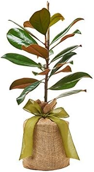 Southern Magnolia Sympathy Gift Tree by The Magnolia Company - Get Beautiful and Fragrant Flowers on Lush in Memory Magnolia Tree Gift - Can Not Ship to California