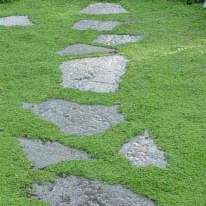 Irisches Moos Erbstück, halb, halbe Bodendecker, Moos, halb, 100