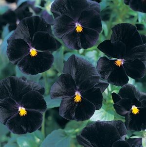 Viola Angel Black 1,000 Seeds