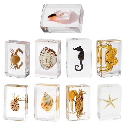 Image of Taxidermy Oceans Animals - Sea Creatures Specimen in Resin for Closer-Look & Study, Novelty Fun & Educational for Science Classroom Specimens, Home Office Decor, Unique Amazing Gift (1.8x1.2x0.7-inch)