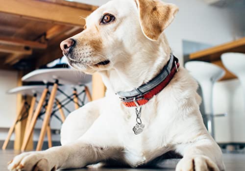 Chyobo Sundesign Stainless Steel Dog Tag Quick Clips - Perfect For Dogs And Cats #TOP4