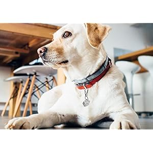 Stainless-Steel-Dog-Tag-Quick-Clips-for-Medium-and-Large-Dog-Collars - Cucciolini Doodles   Stainless-Steel-Dog-Tag-Quick-Clips-for-Medium-and-Large-Dog-Collars