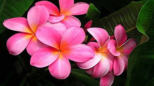 PMK E Store Pink Plumeria Live Plant: A Blossoming Beauty (B08PDMXM2B) Amazon Price History, Amazon Price Tracker