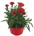 Dianthus caryophyllus rot- Teneriffa-Nelke Duftpflanze im 11 cm Topf winterharte Staude für Zimmer und Freiland