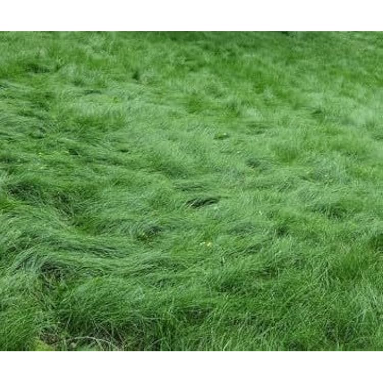 No Mow Lawn Grass Seed, Dwarf Fine Fescue Mix, Low Maintenance Lawn Seed, 1 Pound Pack