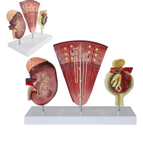 Modèle néphron glomérule AMITD 3 parties détachable pour cours d'anatomie