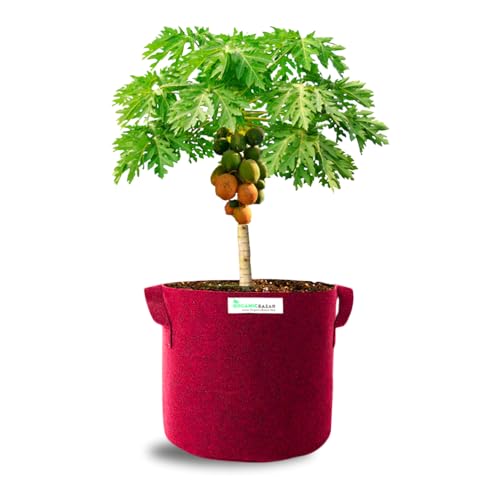 Image of ORGANIC BAZAR 24x24 Very Big Size Tree Grow Bag for Fruit Plants, Premium Geo Fabric 450 GSM Geo Fabric Large Plant Bags | (Pack of 1)