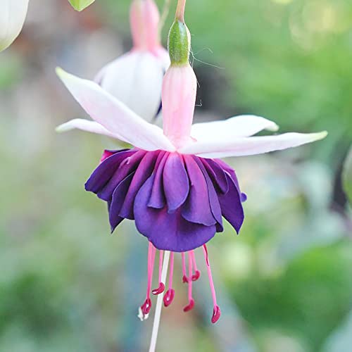 Fuchsia Seeds Attracts Bees & Hummingbirds Deciduous Shrub Low Maintenance Beds Borders Patio Containers Outdoor 100Pcs Flower Seeds By Yegaol Garden #TOP1