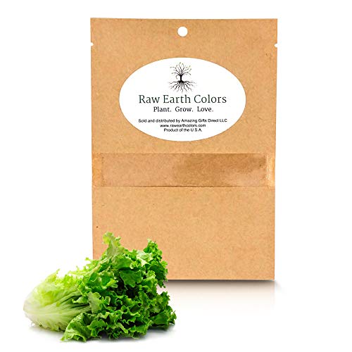 Romaine Lettuce Seeds for Hydroponics or Planting an Indoor or Outdoors Vegetable Garden