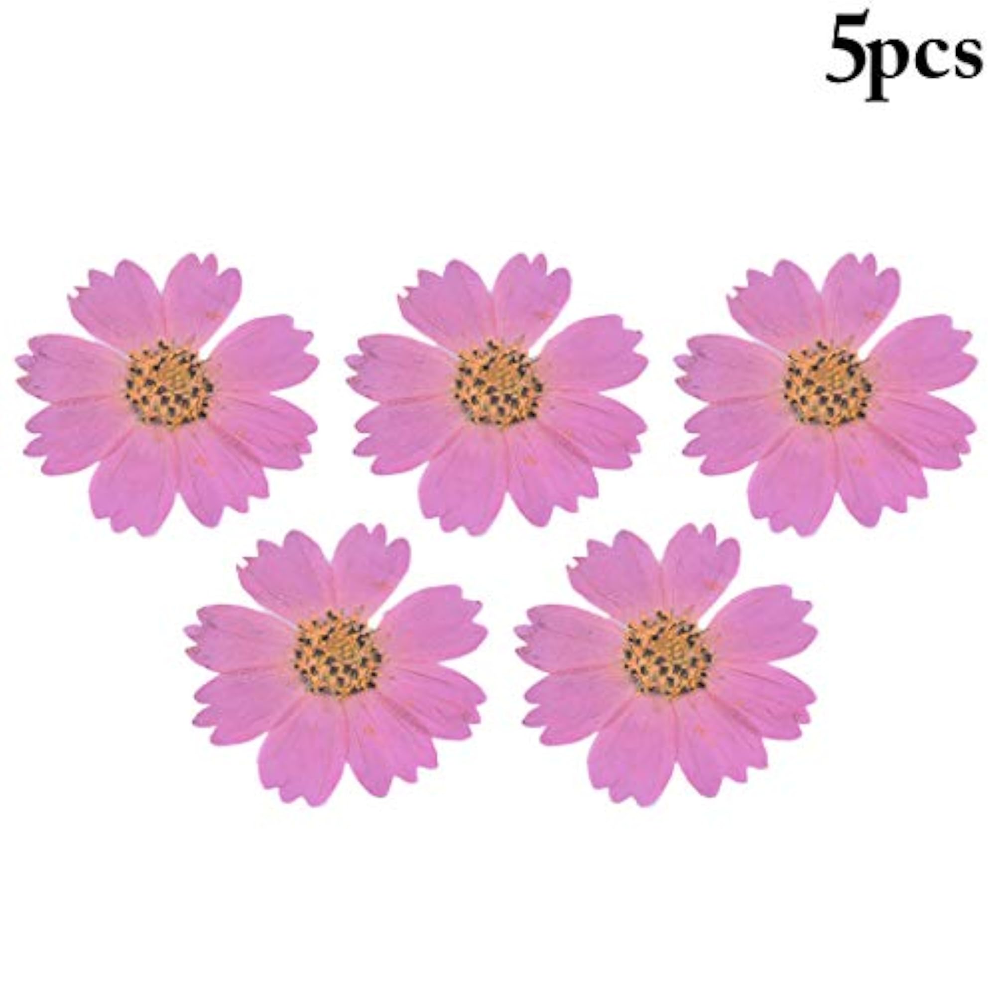 5PCS Cosmos Dried Flowers for Phone Case Crafts