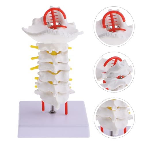 Modelo cervical de columna vertebral interactivo para aula de anatomía en PVC 7