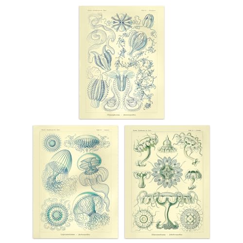 Artery8 Set of 3 Jellyfish Blue on Yellow Haeckel Vintage