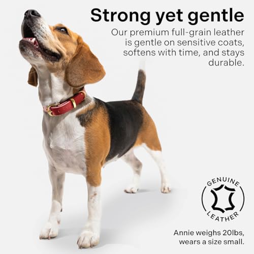 Image of Classic Genuine Leather Dog Collar | Dog Collars for Medium Dogs, Small Dogs, Large Dogs & Extra Large Dog | Wide Dog Collar | Heavy Duty Collar | Red (M: 0.8 inch Wide for 13.5 inch-16 inch Neck)