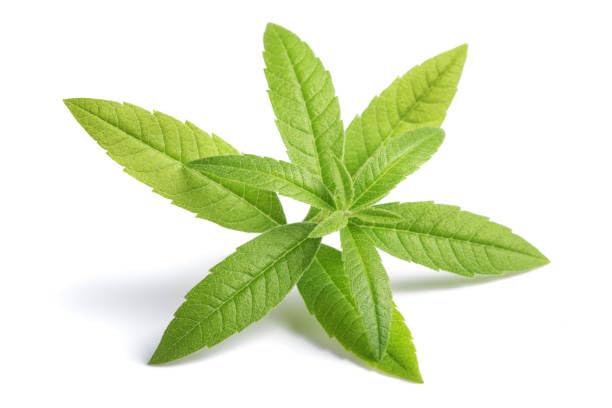 Miniatura 7 de GARRISON+HOME - Presentamos el paquete de 2 jabones de manos reutilizables para botellas de vidrio enriquecidos con vibrante verbena de limón y