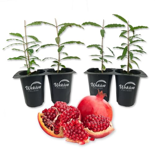 Wonderful Pomegranate Tree - 4 Live Starter Plants - Edible Fruit Bearing Tree for The Patio and Garden