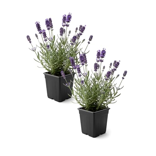 Live Lavender 2-Pack – Purple – Fragrant Sun Perennial Herb, Pollinator Friendly, 10” Tall, 1 Qt...