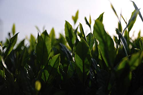 Té Yuzu Matcha 3 onzas miniatura 4
