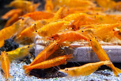 AquabreedingSkill 10 stück orange Garnelen - Aquarium Garnelen lebend - zwerggarnelen neocaridina friedliche Bewohner für Aquarien Größe 1-1,5 cm