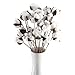 Produktbild HUAESIN 20pcs Baumwolle Zweig Natürlich Baumwolle Getrocknete Blumen Baumwollzweige Kunstblumen Künstliche Dekoblumen Trockenblumen für Vase Hochzeit Party Cafe Zimmer Deko Weiss