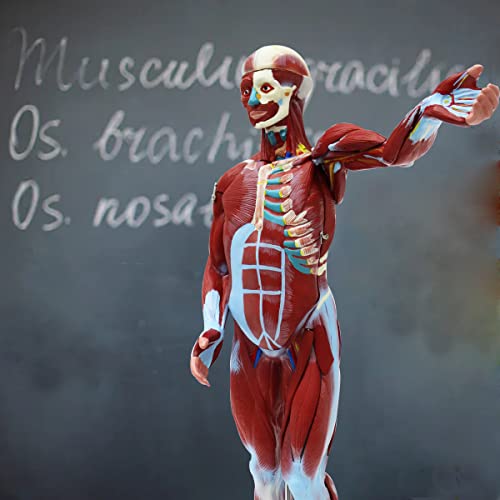 Image of Anatomical Human Muscular Figure Model with 27 Removable Parts Human Muscle Organ Model Training Manikin Model with 27 Parts for Teaching 31.5'' Tall,1 /2 lifesize