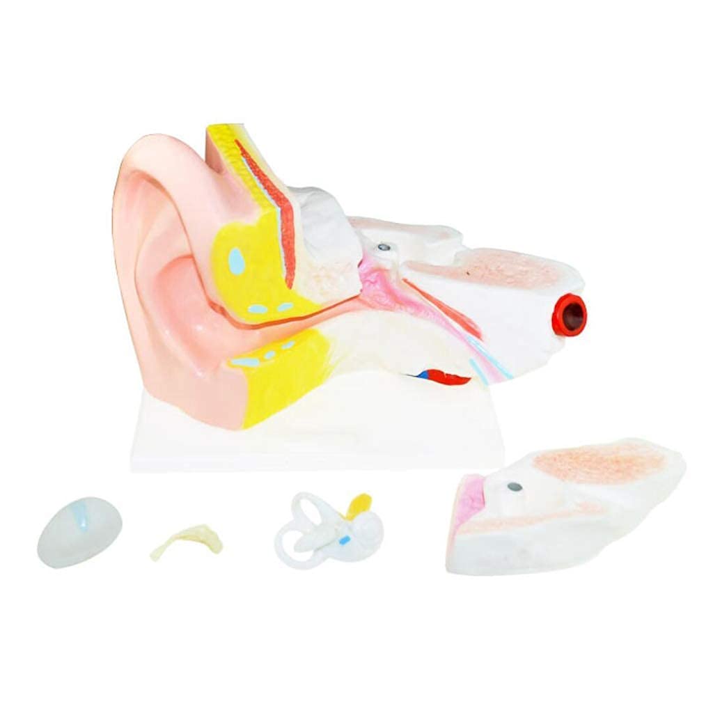 Modèle d'anatomie l'oreille Humaine, modèles scientifiques d'anatomie Humaine - 6 Fois Plus Grand Outil d'aide à l'enseignement médical Plastique PVC, modèle Squelette d'instrument Scientifique et