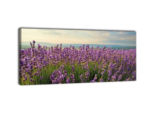 wandmotiv24 Leinwandbild Panorama Nr. 338 Lavendel 100x40cm, Keilrahmenbild, Bild auf Leinwand, Frankreich Provence Blüten