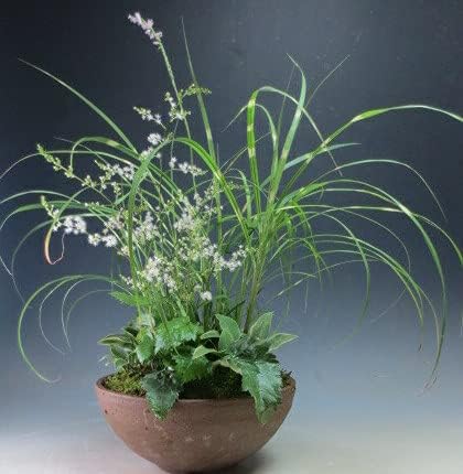 Amazon 初夏 夏の山野草 花芽付き 一ッ葉ショウマ 姫ヤハズススキ 乙女ギボウシの鉢植え 現品 21初夏開花中 ノーブランド品 観葉植物