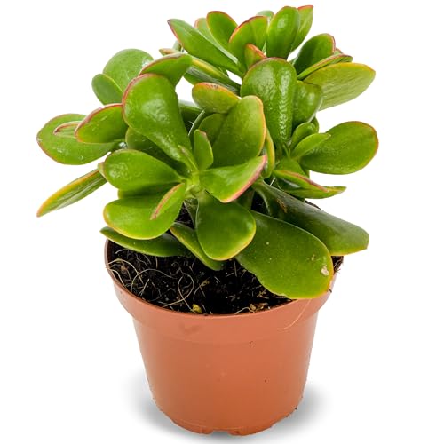 Crassula Ovata Sunset Planta Natural en Maceta | Suculenta Árbol de Jade Planta Viva | Hojas Verdes con Bordes Rojizos y Tonos Dorados | Ideal para Interior o Exterior | Muy Resistente y Decorativa