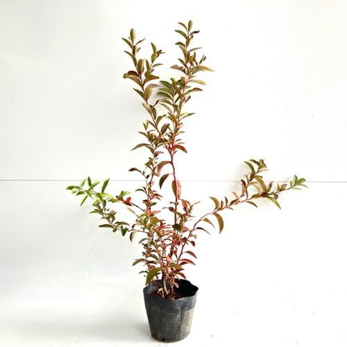 針葉樹とベルの横長スワッグ 37cm ドライフラワースワッグ横型スワッグ